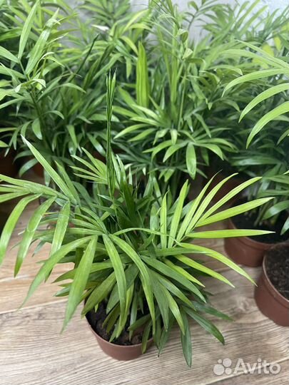 Пальма хамедорея комнатеые цветы