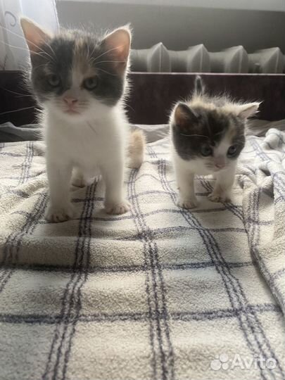 Кошки породистые бесплатно