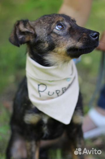 Привитая Мила - ласковая щенок-девочка в дар