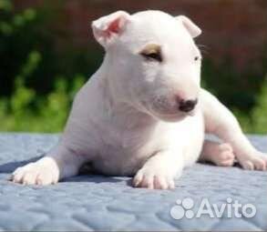 Миниатюрный бультерьер щенки