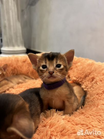 Абиссинские котята с документами