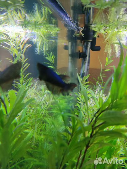Аквариумные рыбки петушок