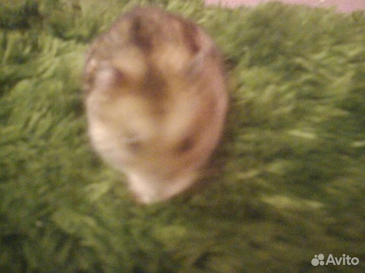 Сирийский хомяк