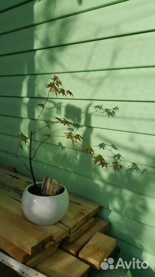 Дерево бонсай клен японский