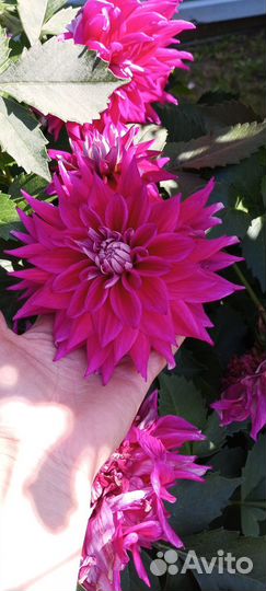 Георгины клубни