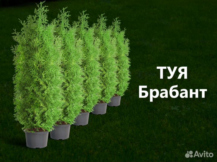 Туя Брабант под заказ