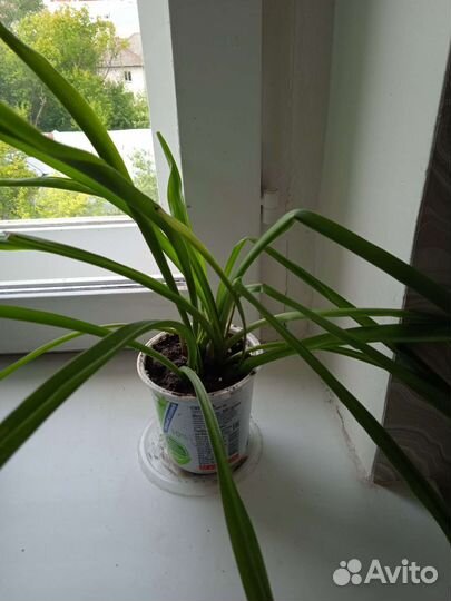 Хлорофитум