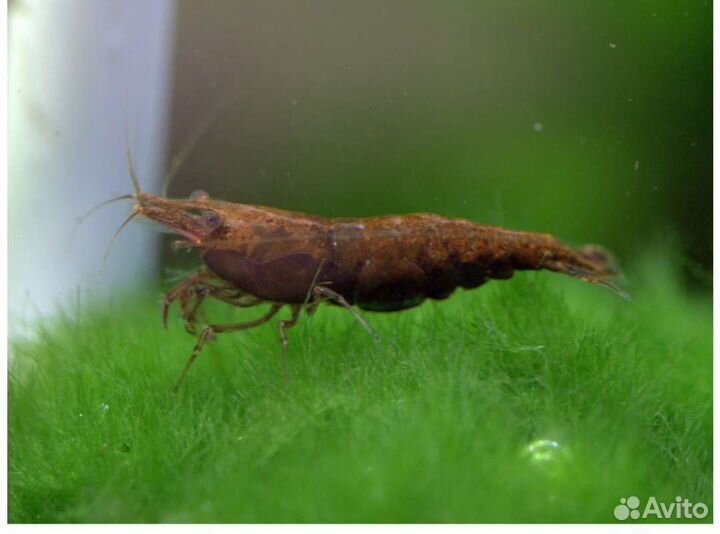 Коричневые неокаридины Аквариумные креветки в асс