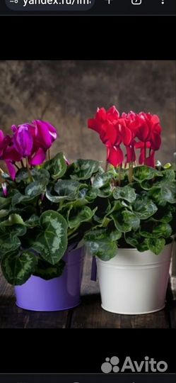 Комнатные цветы Цикломен