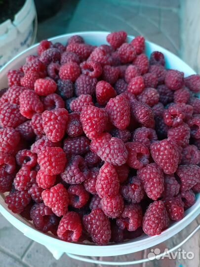 Саженцы малины, выведенной Казаковым И. В