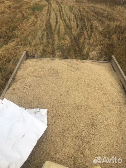 Пшеница,Овес,ячмень