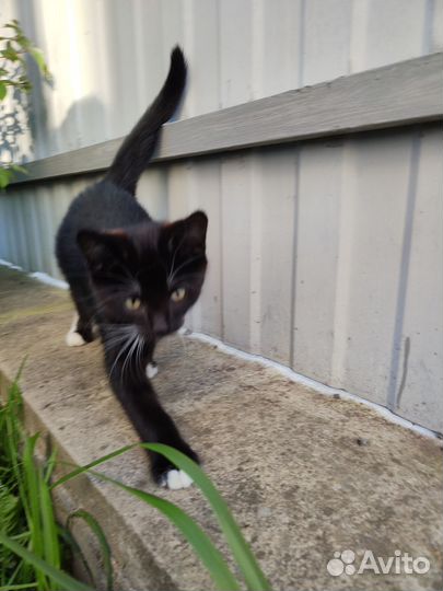 Отдам котенка в добрые руки