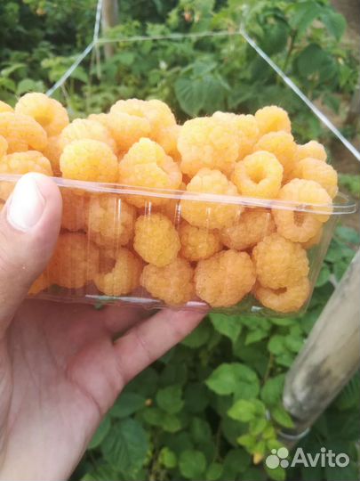 Малина свежая, вкуснейшая, отборная, местная