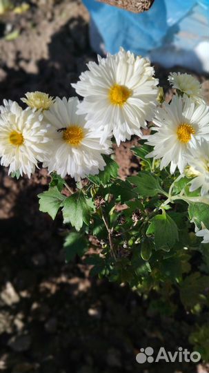 Хризантемы