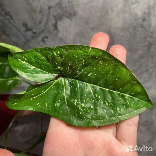 Сингониум панда