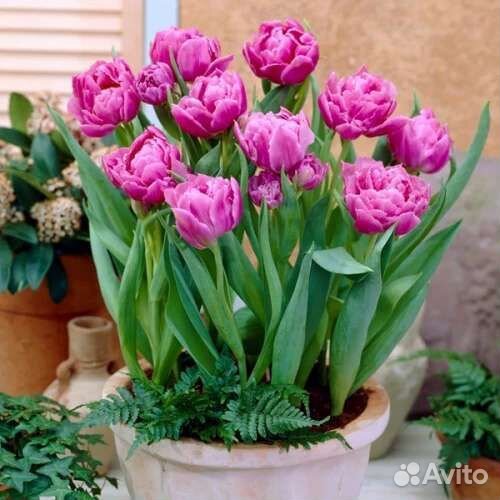 Луковицы Тюльпана Дабл Прайс