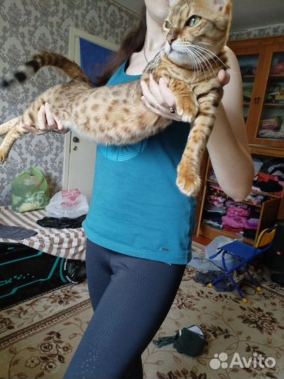 Бенгальская кошка вязка