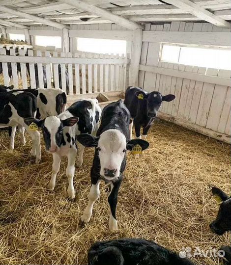 Телята с доставкой