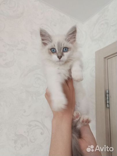 Котенок