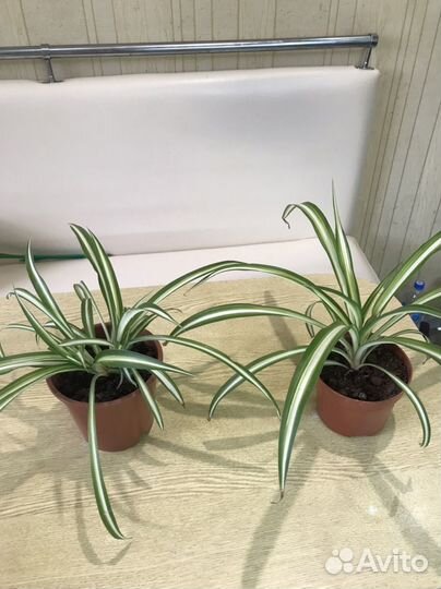 Хлорофитум