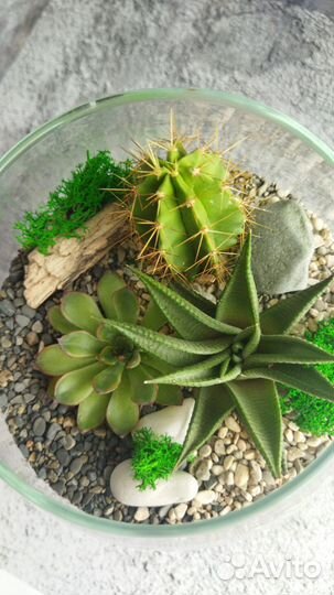 Флорариум в бокале 