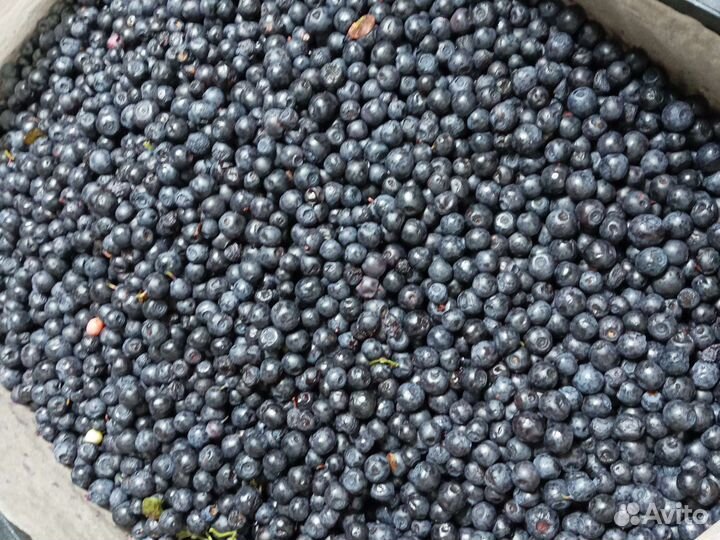 Ягода черника