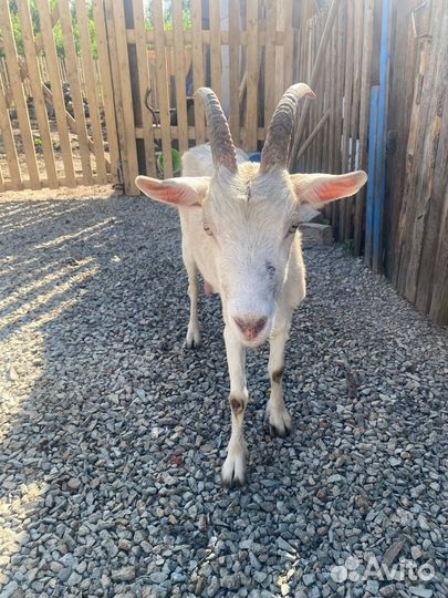 Козы, козел