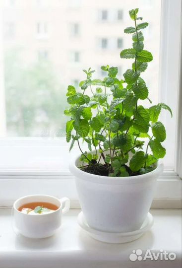 Мята сортовая 11 видов