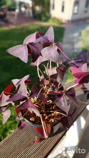 Кислица оксалис