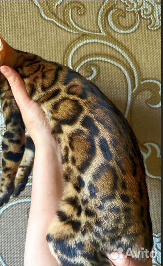 Бенгальские котята