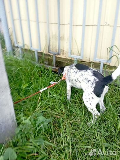 Щенок срооочно