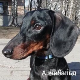 Такса, вязка