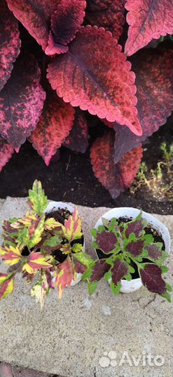 Монстера, колеусы