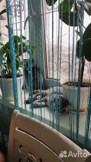 Передержка,выгул