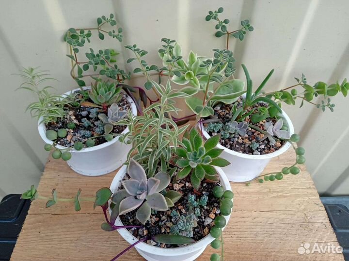 Суккуленты мини садик