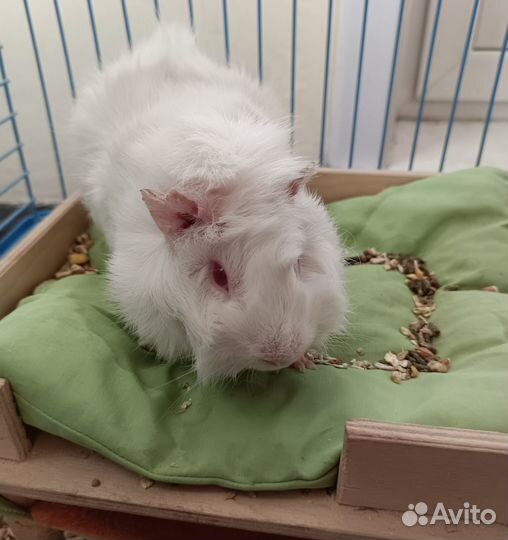 Морская свинка вязка