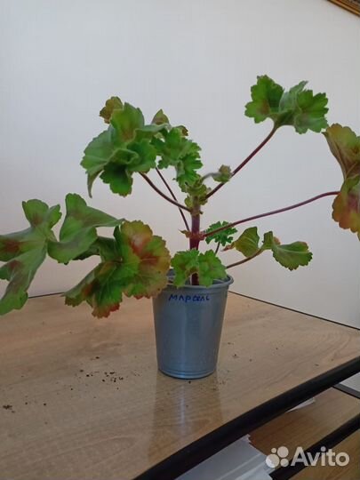 Та Марсель пеларгония