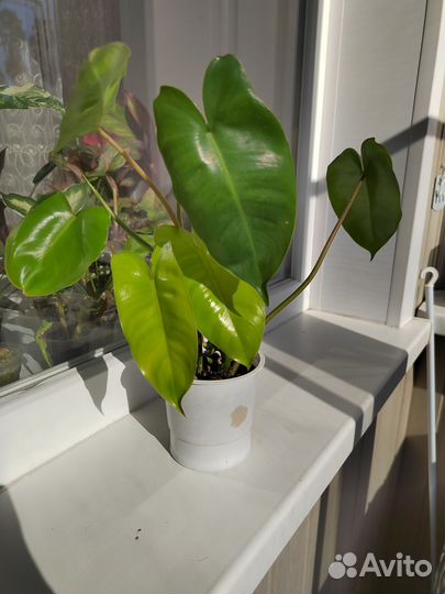 Филодендрон Бурле Макс