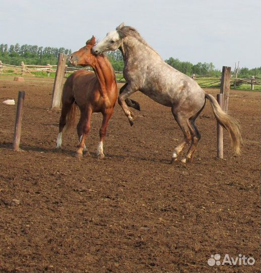 Много лошадей