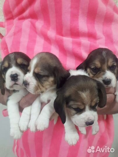 Щенки бигль с документами