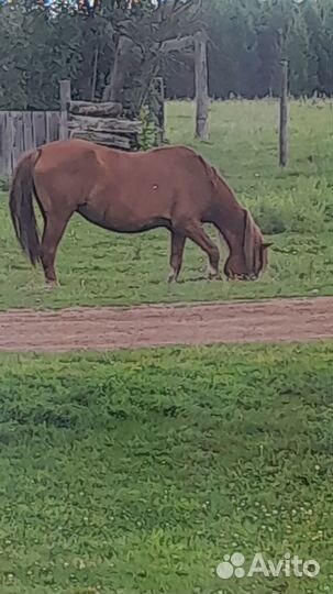 Продам кобылу