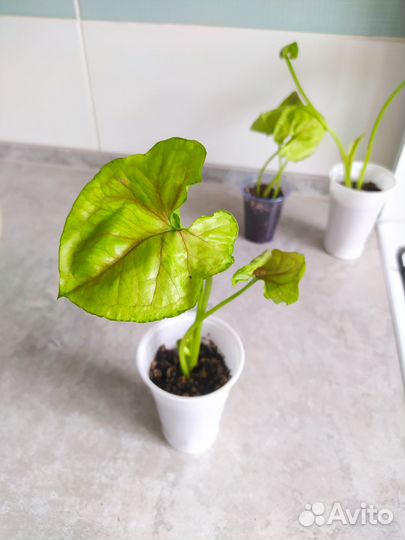 Сингониум mango allusion