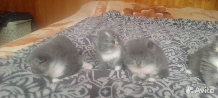 Котята в добрые руки бесплатно