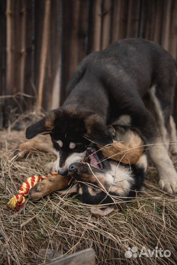 Щенятки в добрые руки