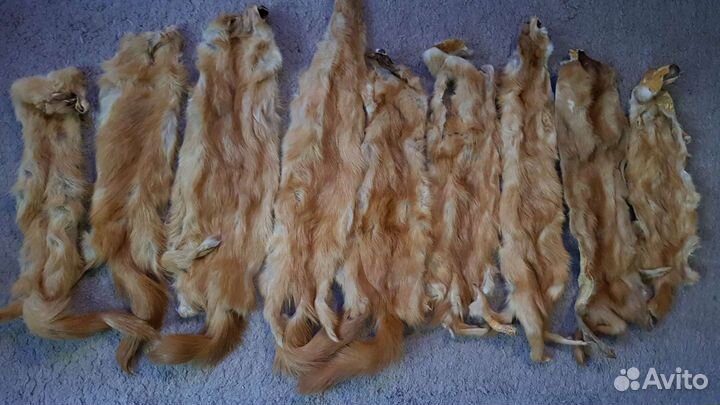 Шкурки хорька