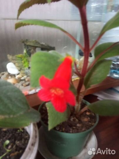 Комнатные цветы