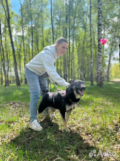 Собака в добрые руки