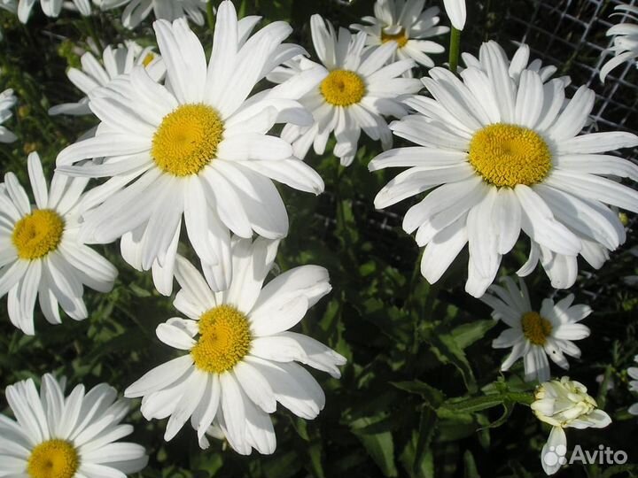 Ромашка саженцы