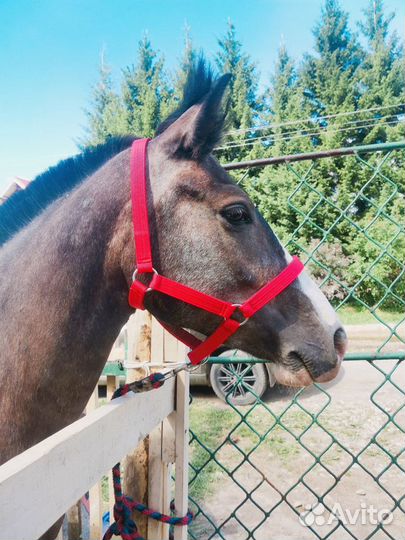 Конная амуниция в наличии и на заказ