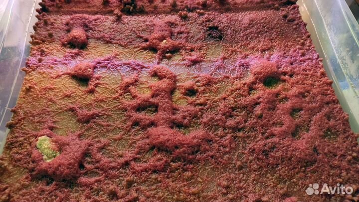 Живой корм для аквариумных рыбок